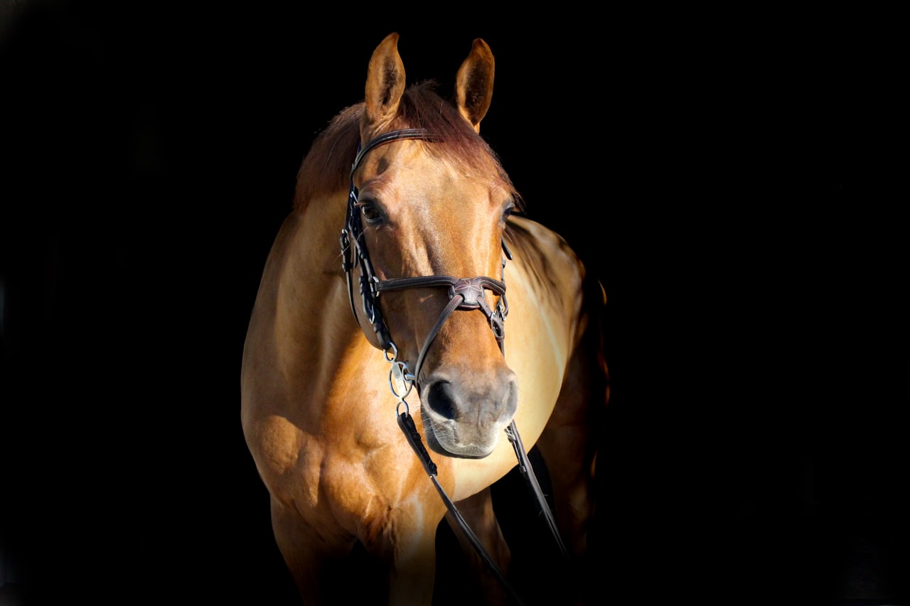 Equestrian